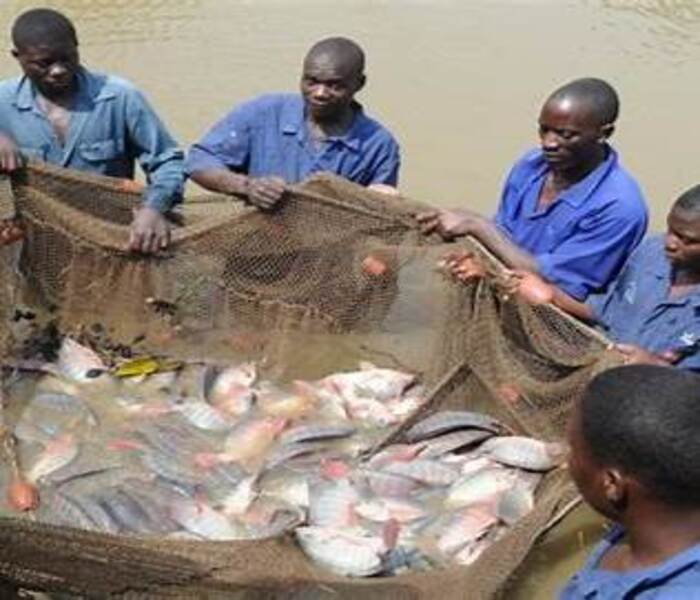 Fresh Fish Preparation