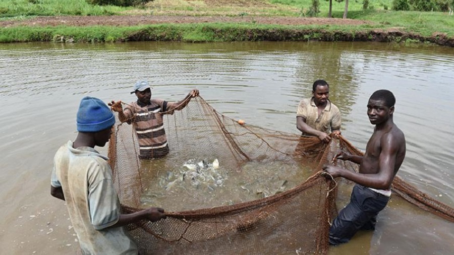 Fresh Fish Preparation